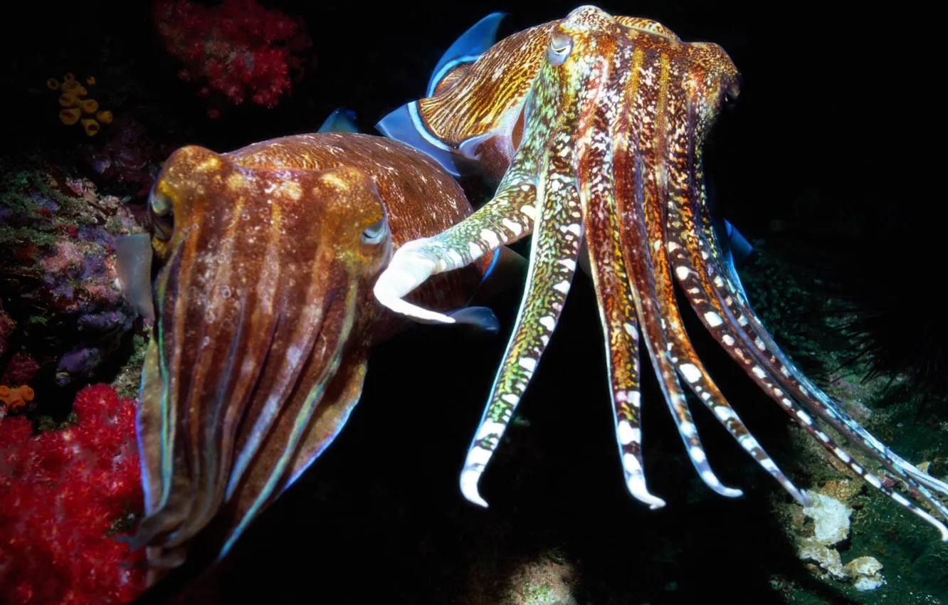 Photo wallpaper the ocean, tentacles, underwater.inhabitants