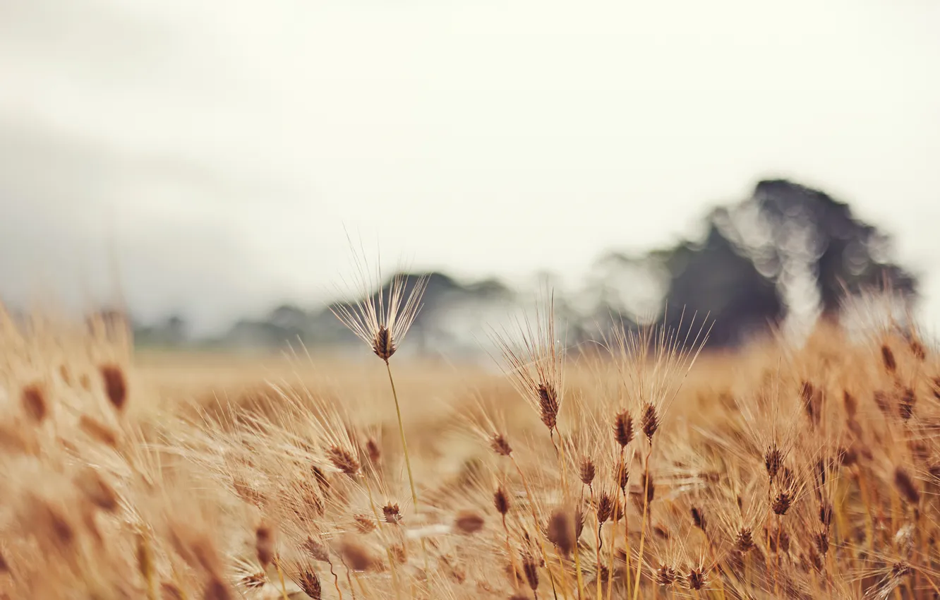 Photo wallpaper wheat, field, nature, spikelets, ears