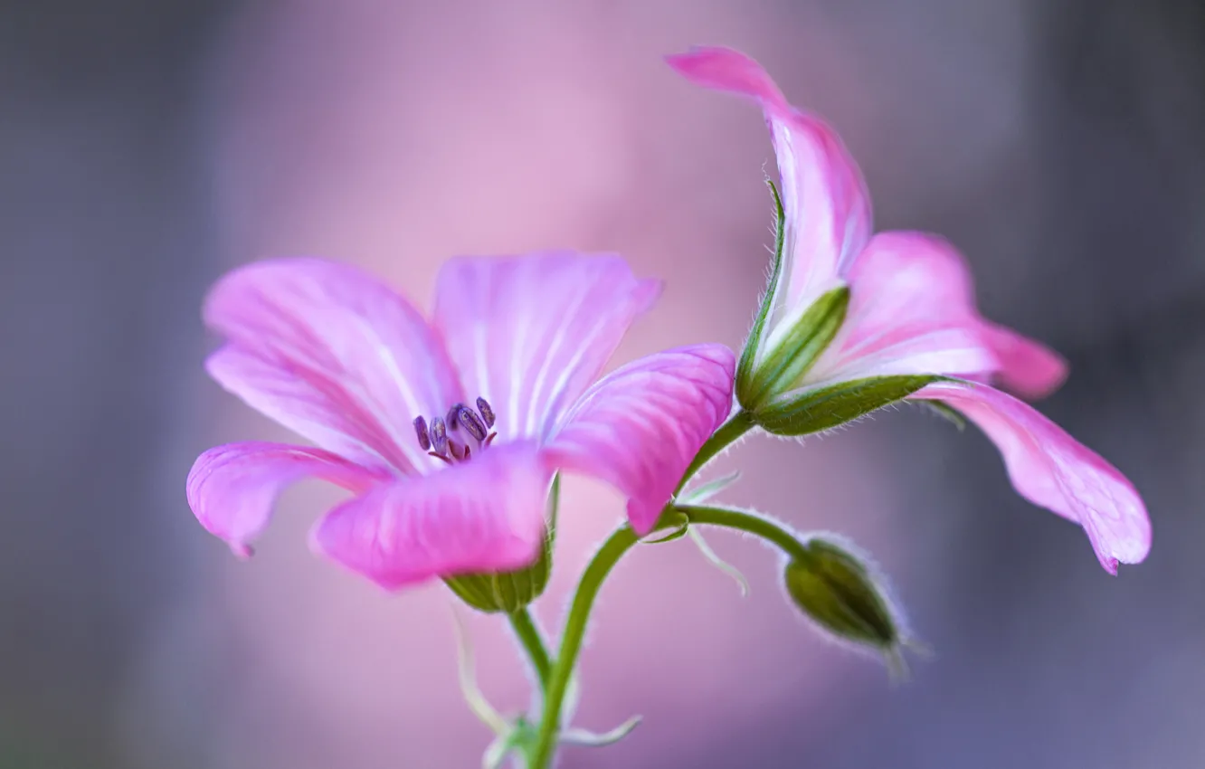 Photo wallpaper flowers, background, pink