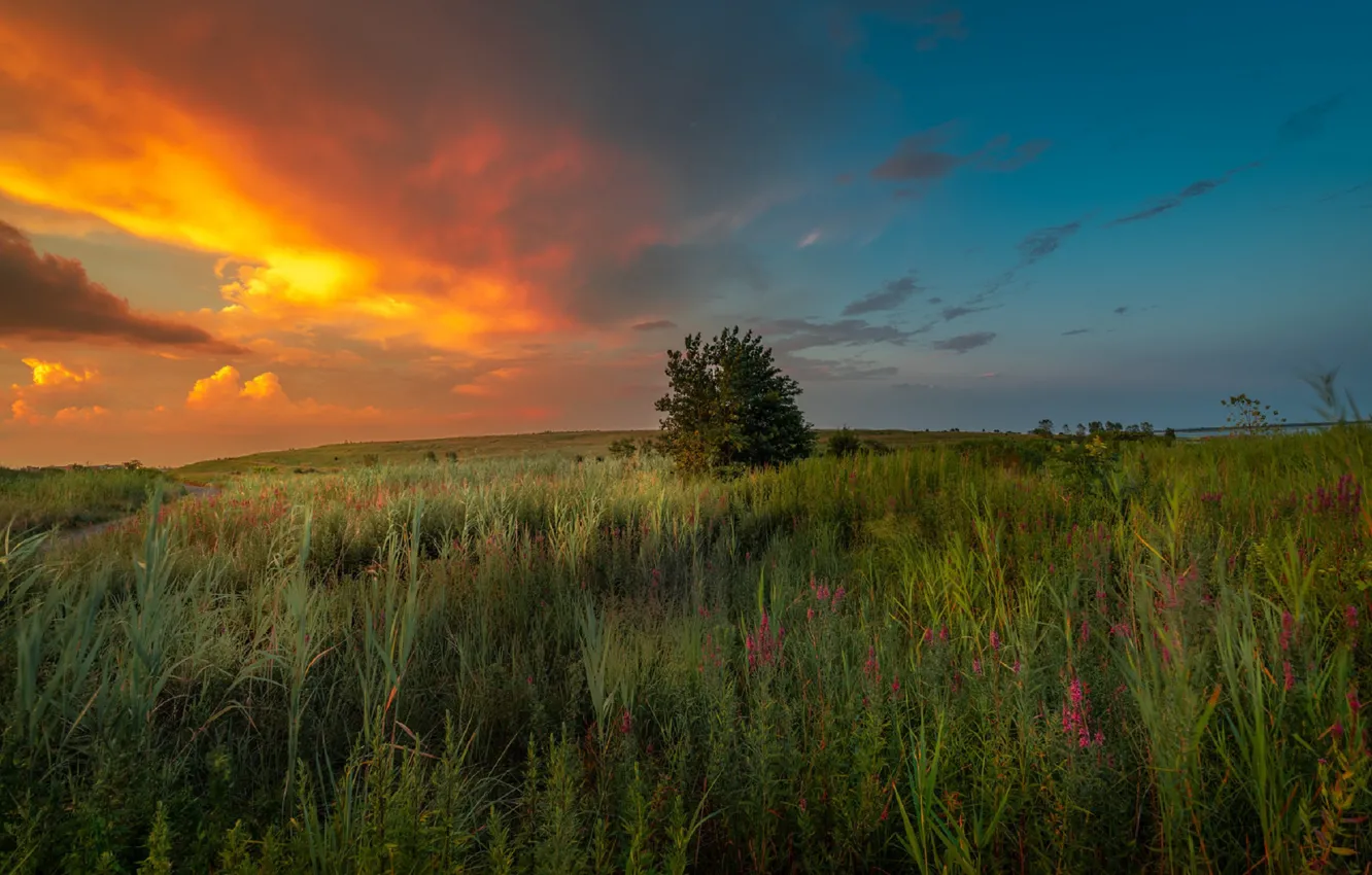 Photo wallpaper summer, the sky, trees, sunset, nature