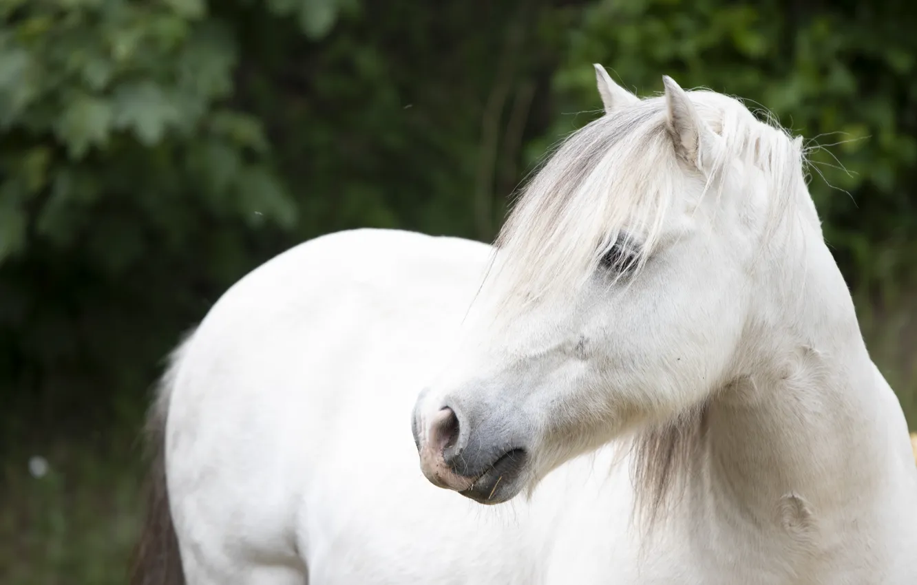 Photo wallpaper look, horse, horse, pony, white, bangs
