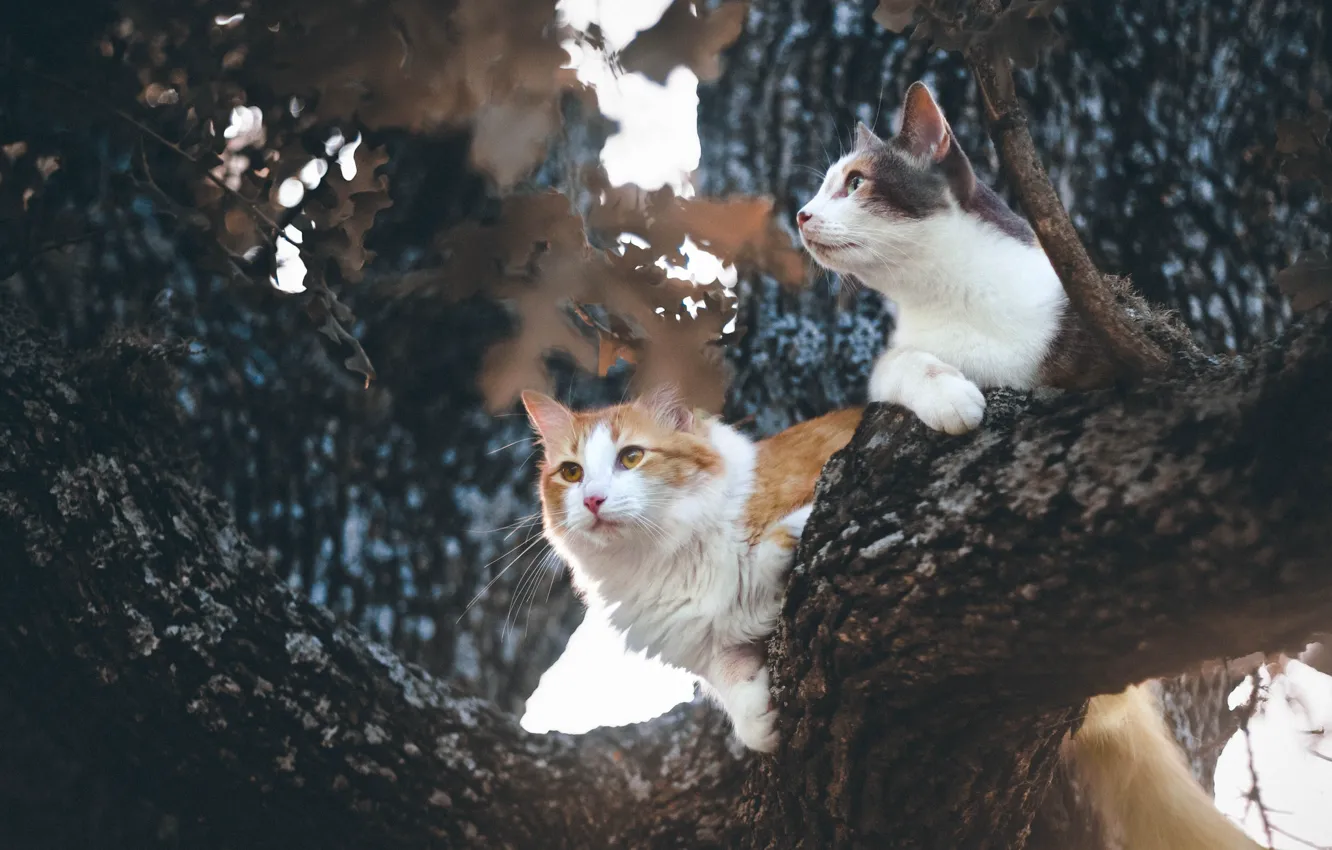 Photo wallpaper cats, tree, on the tree, koteyki