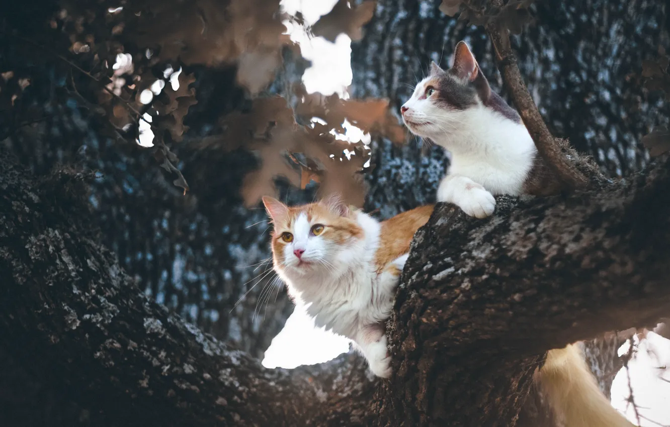 Photo wallpaper cat, trees, on the tree, cat