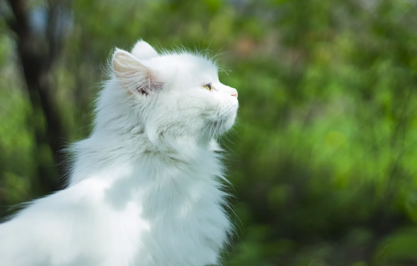 Photo wallpaper cat, animal, cutie, mercy