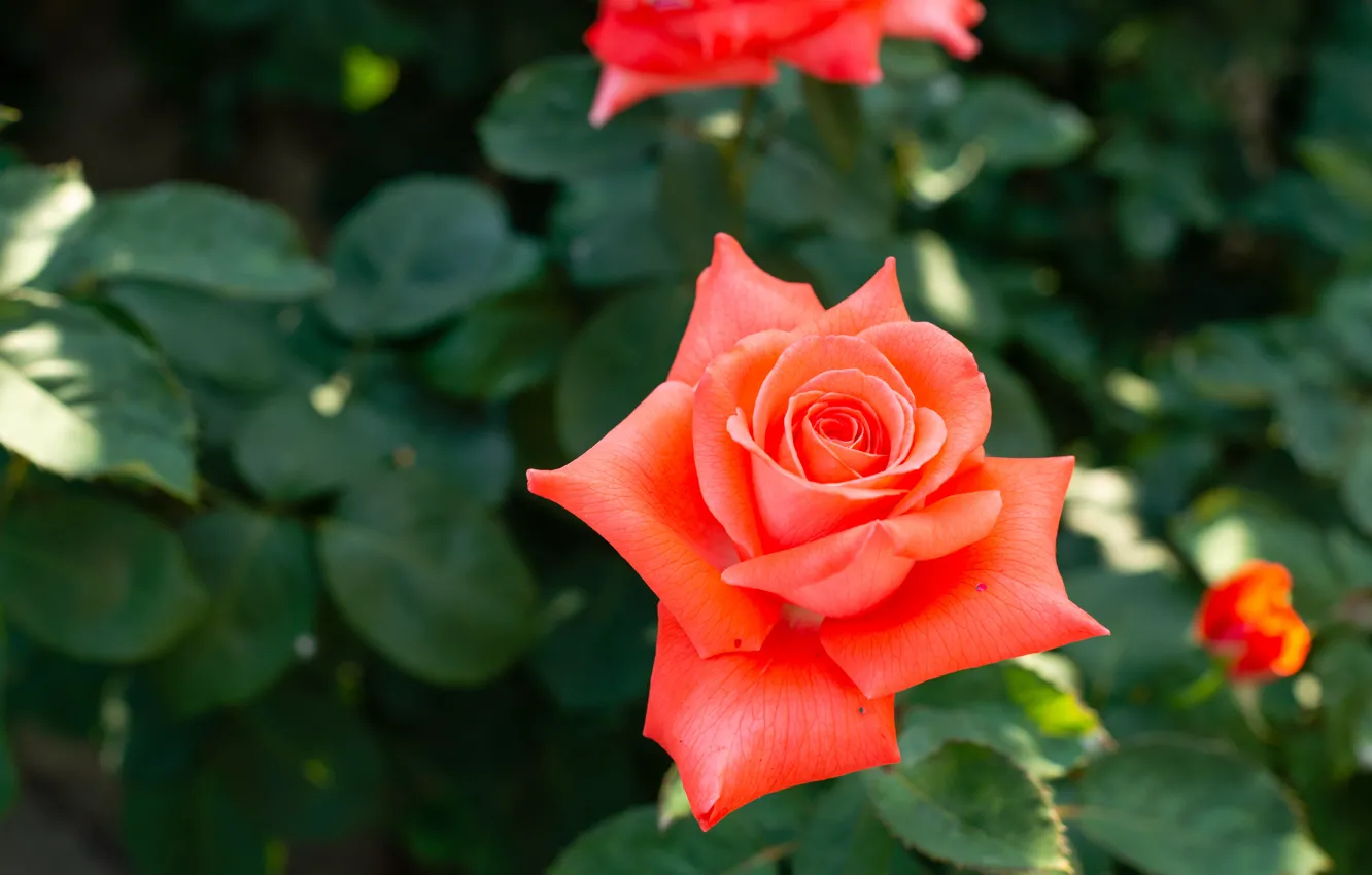 Photo wallpaper rose, Bush, garden, Bud, beautiful