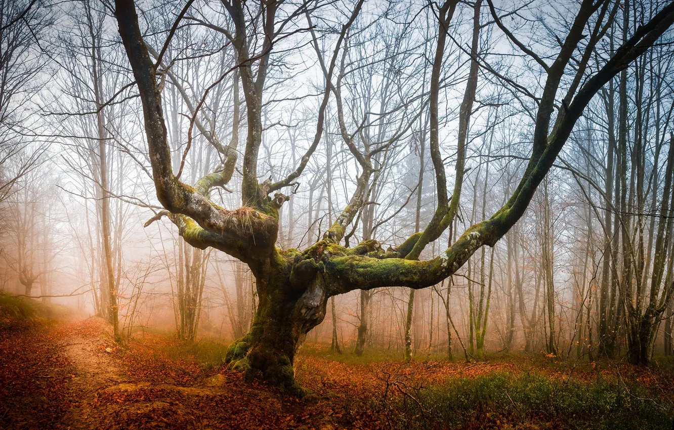 Photo wallpaper Park, fog, trees, path, foliage, branches, autumn, forest