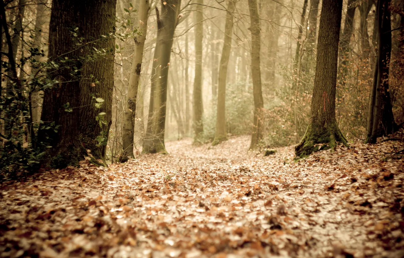 Photo wallpaper autumn, forest, leaves, trees, fog, the way, track