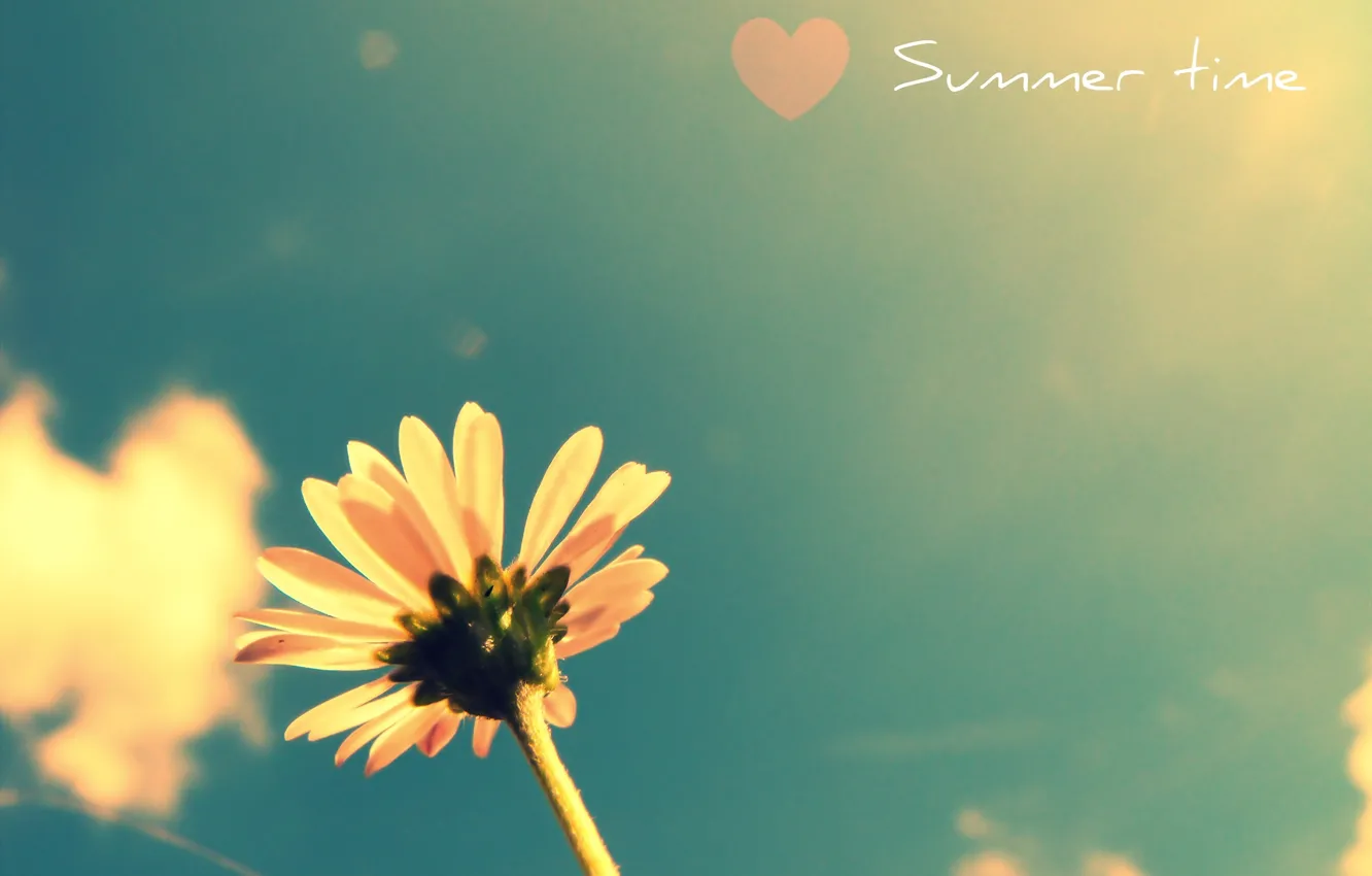 Photo wallpaper flower, summer, the sky, plant, heart, colours, time of the year, summer flower