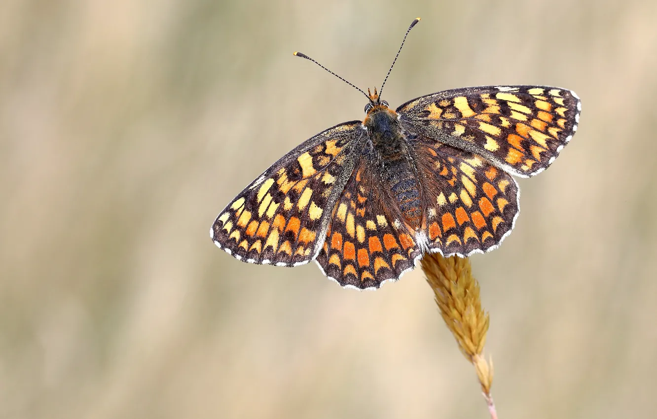 Photo wallpaper macro, background, pattern, butterfly, spikelets, insect, wings, motley