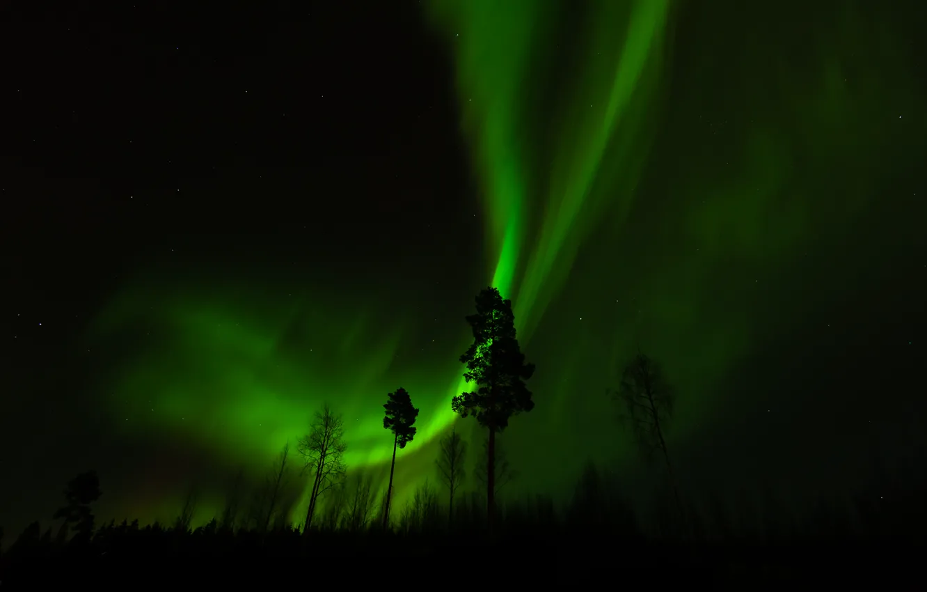 Photo wallpaper forest, trees, night, Northern lights