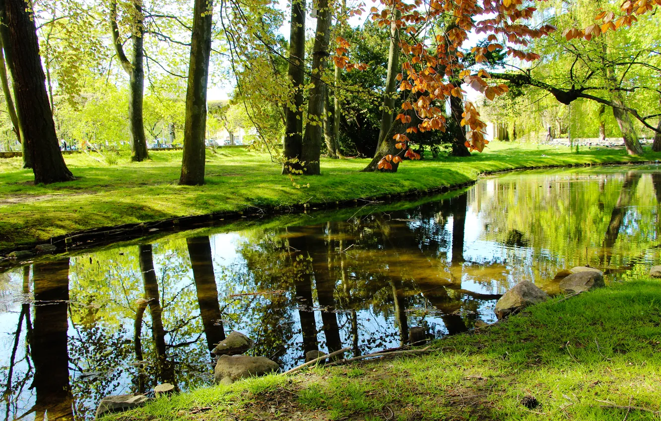 Photo wallpaper trees, water, park, pond