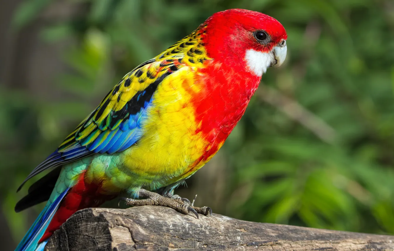 Photo wallpaper photo, parrot, log