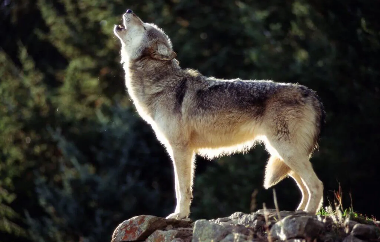 Photo wallpaper Predator, wolf, portrait, portrait., Canis lupus. face