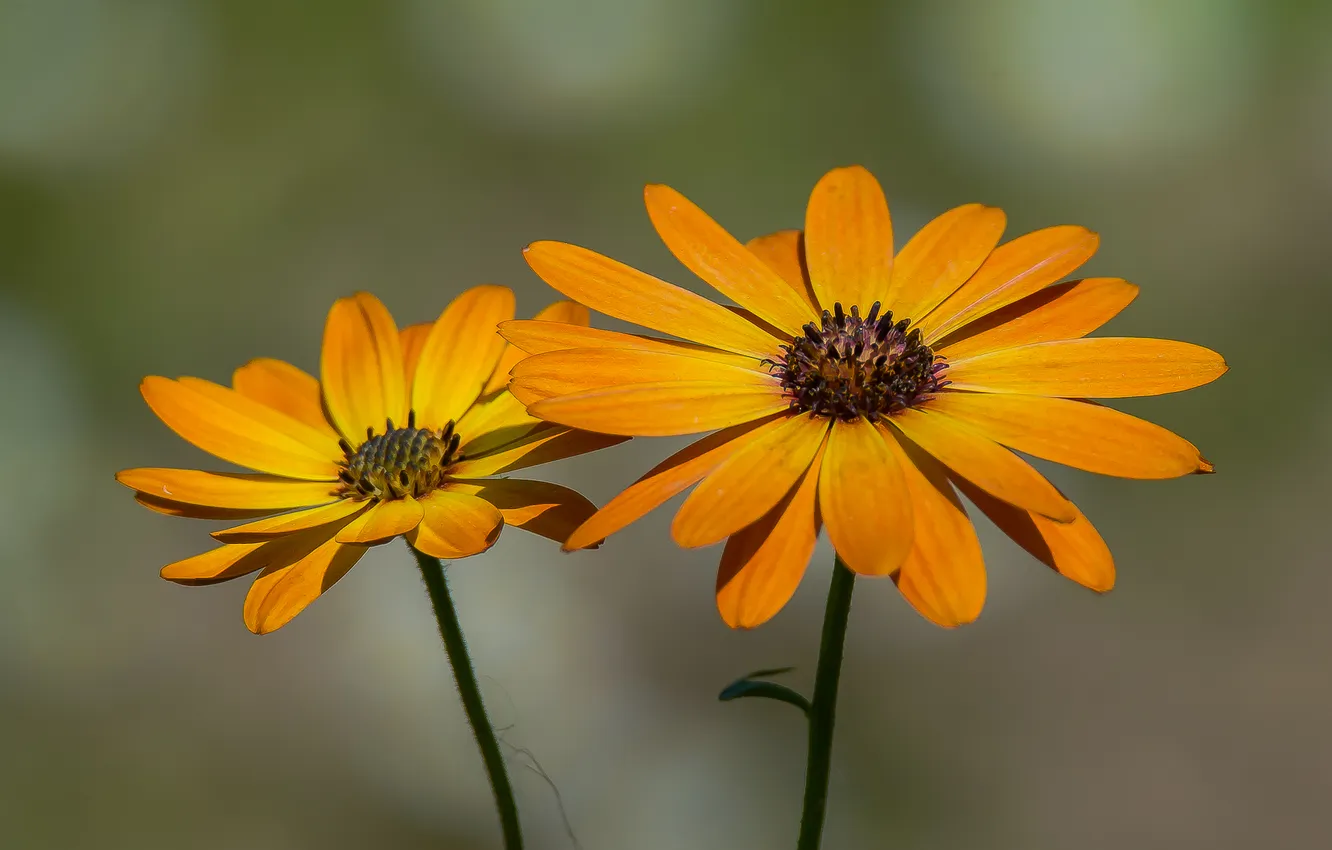 Photo wallpaper macro, flowers, nature, spring