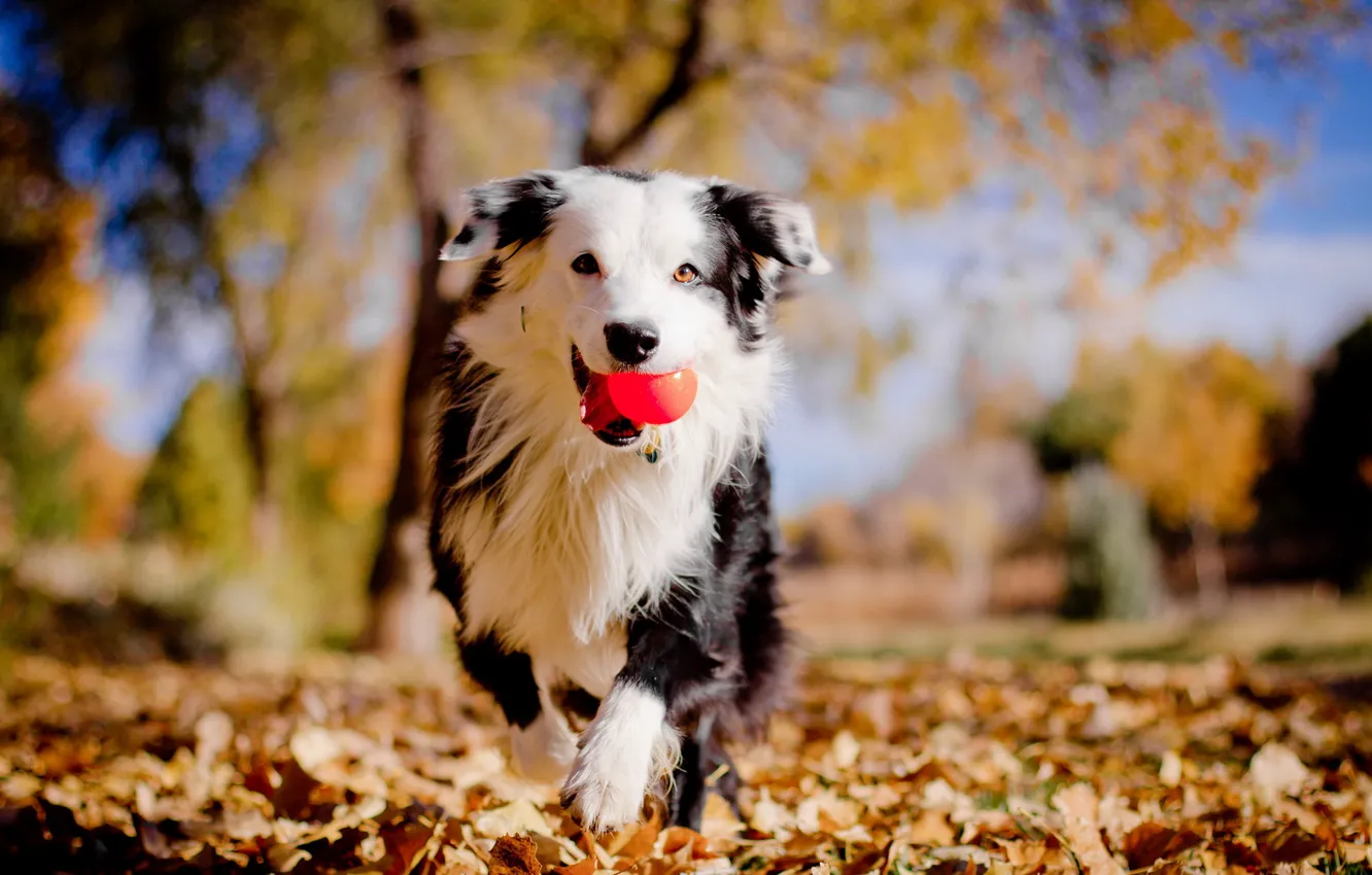 Photo wallpaper autumn, dog, the ball