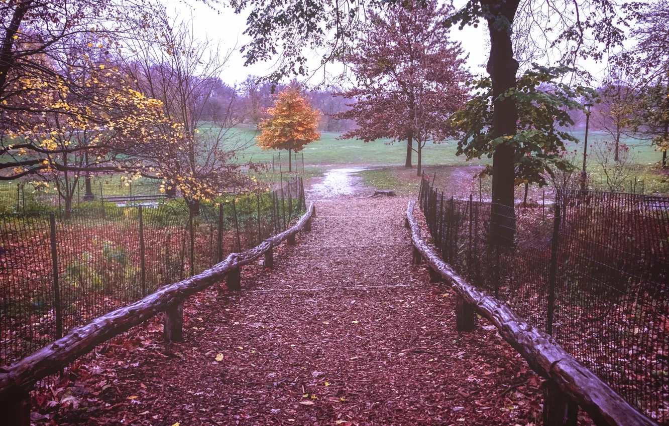 Photo wallpaper field, autumn, leaves, trees, branches, fog, the way, the fence