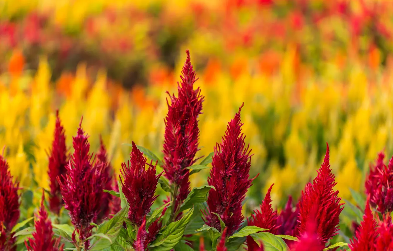 Photo wallpaper summer, flowers, flowering