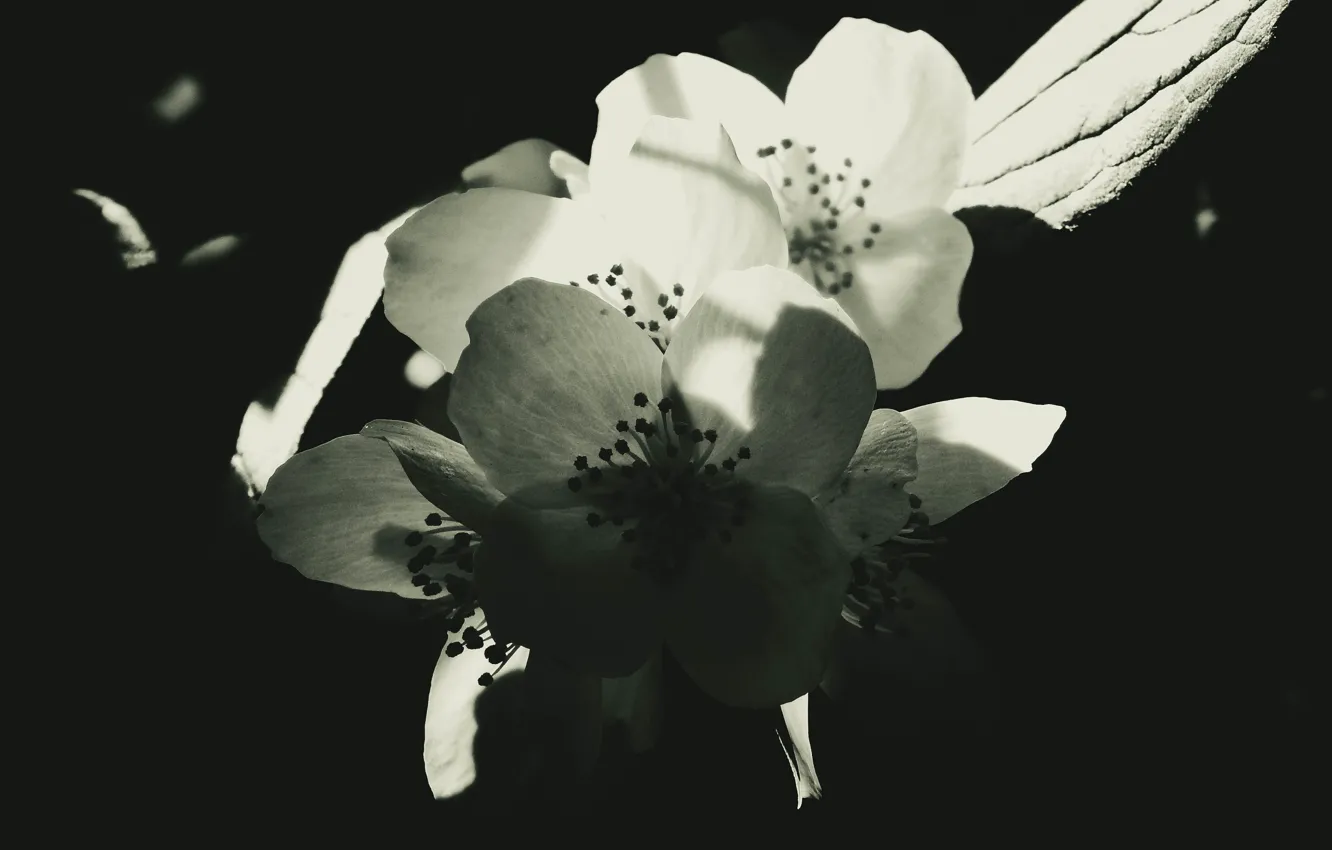 Photo wallpaper macro, flowers, spring, Black and white, Jasmine