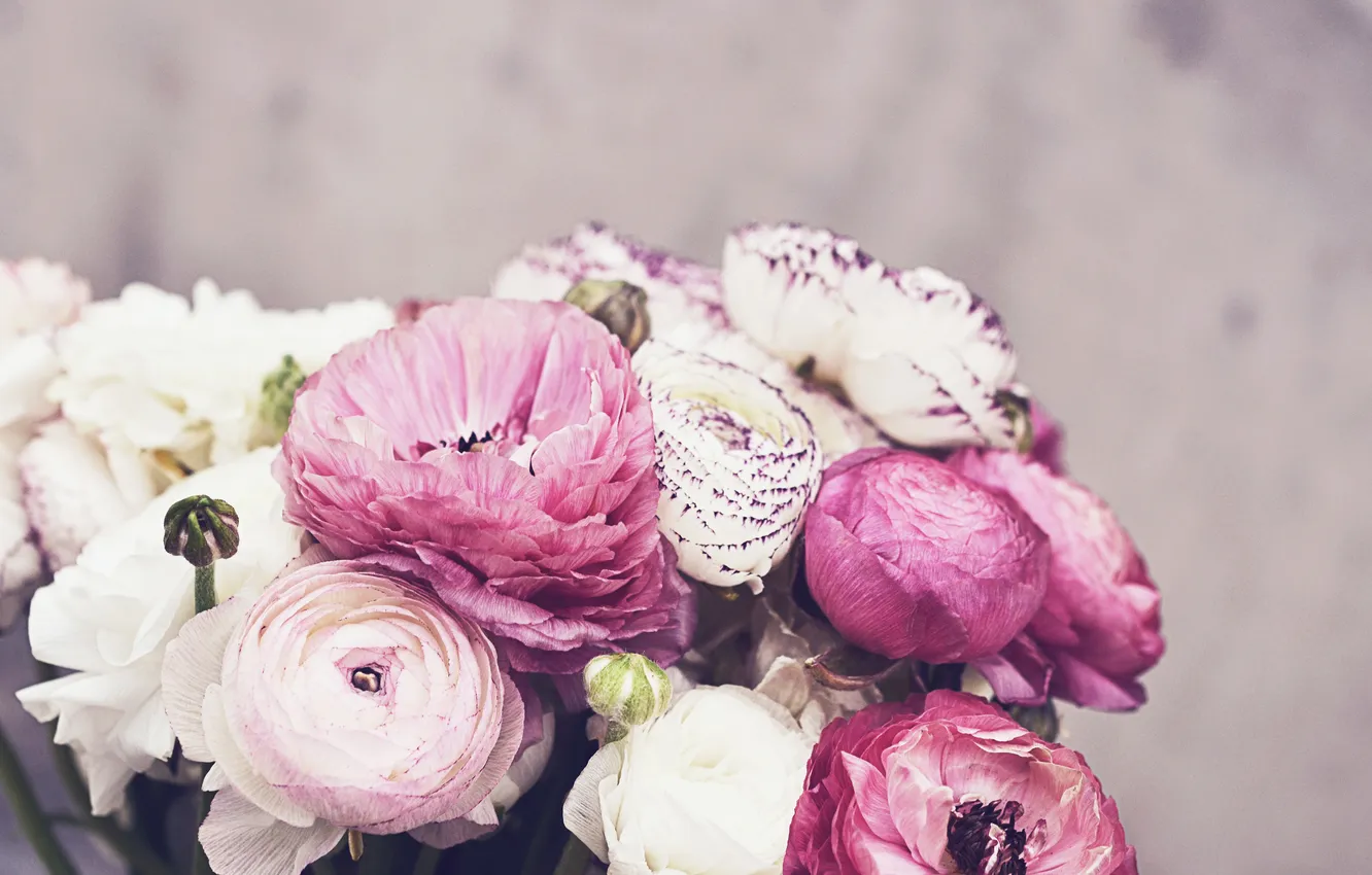 Photo wallpaper flowers, petals, pink, white