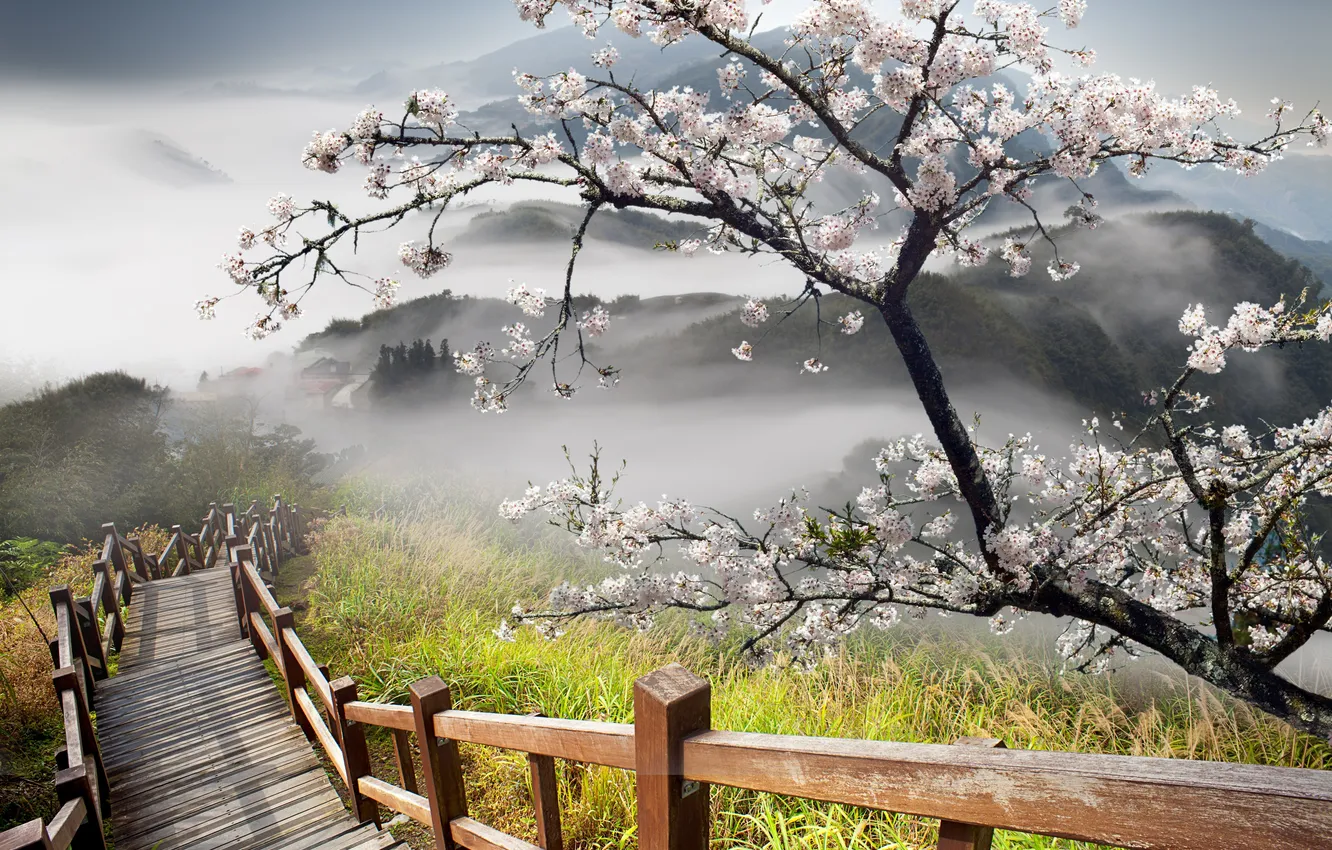 Photo wallpaper grass, trees, nature, hills, ladder, hills