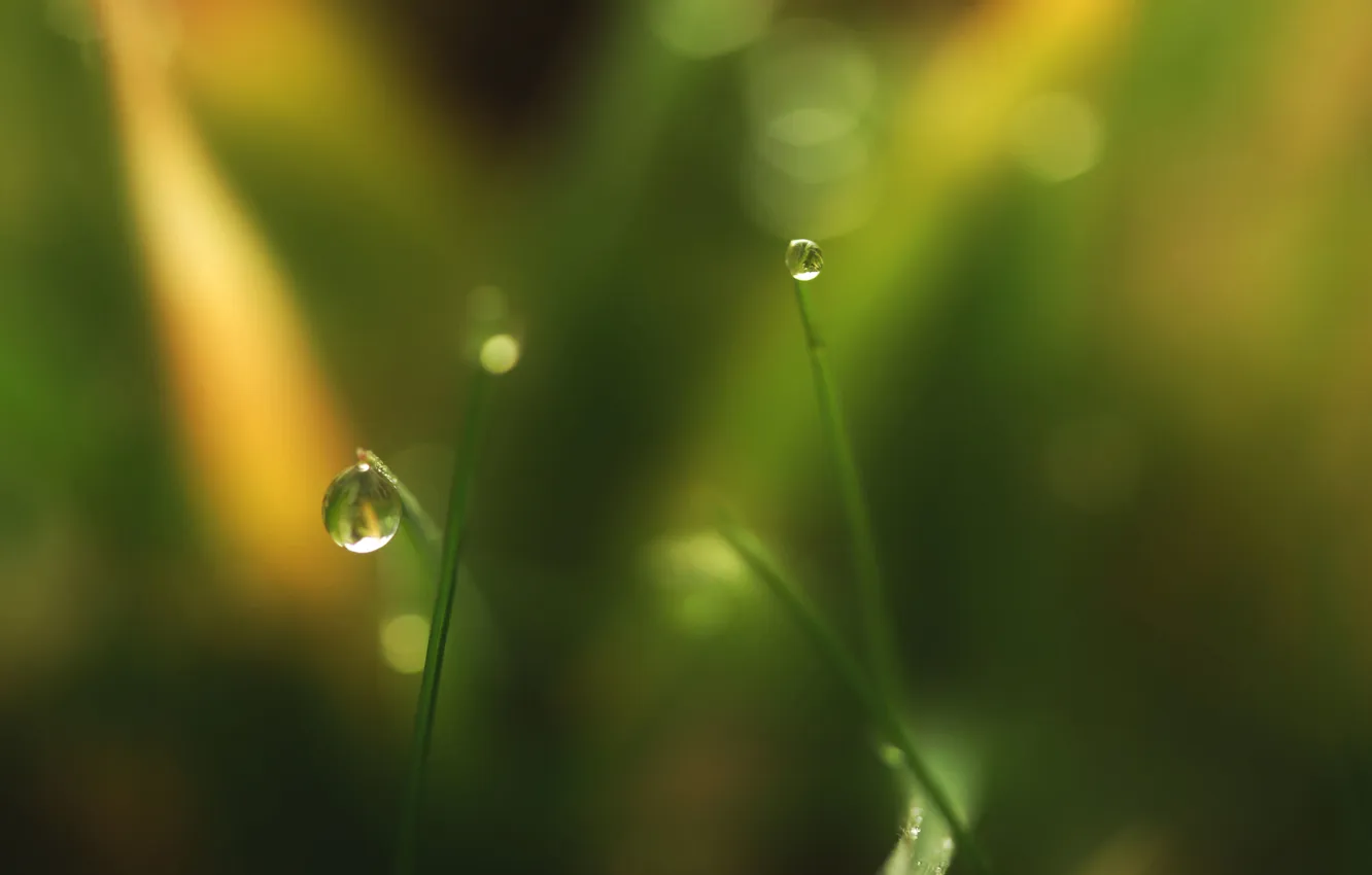 Photo wallpaper grass, drops, macro, Rosa, razmytost