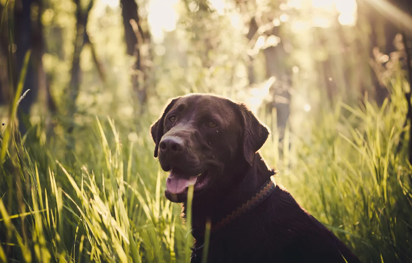 Photo wallpaper grass, look, face, dog