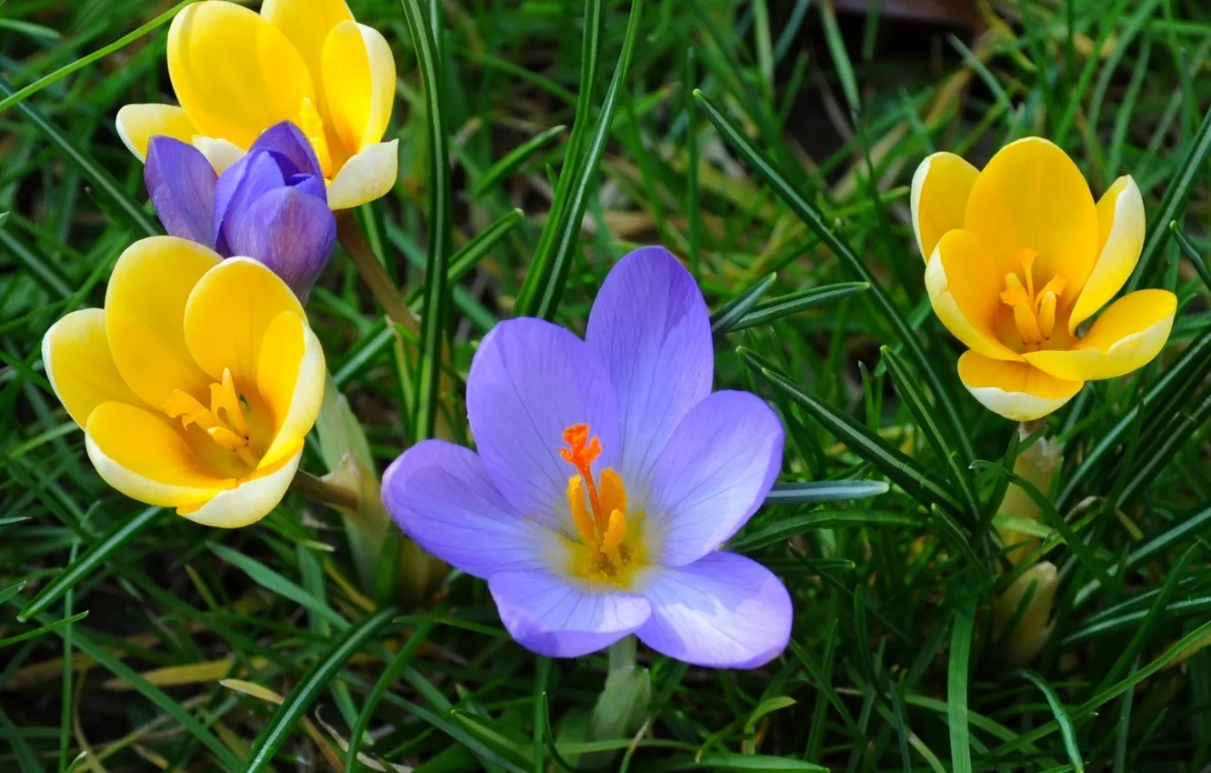 Photo wallpaper grass, Wallpaper, petals, meadow, crocuses