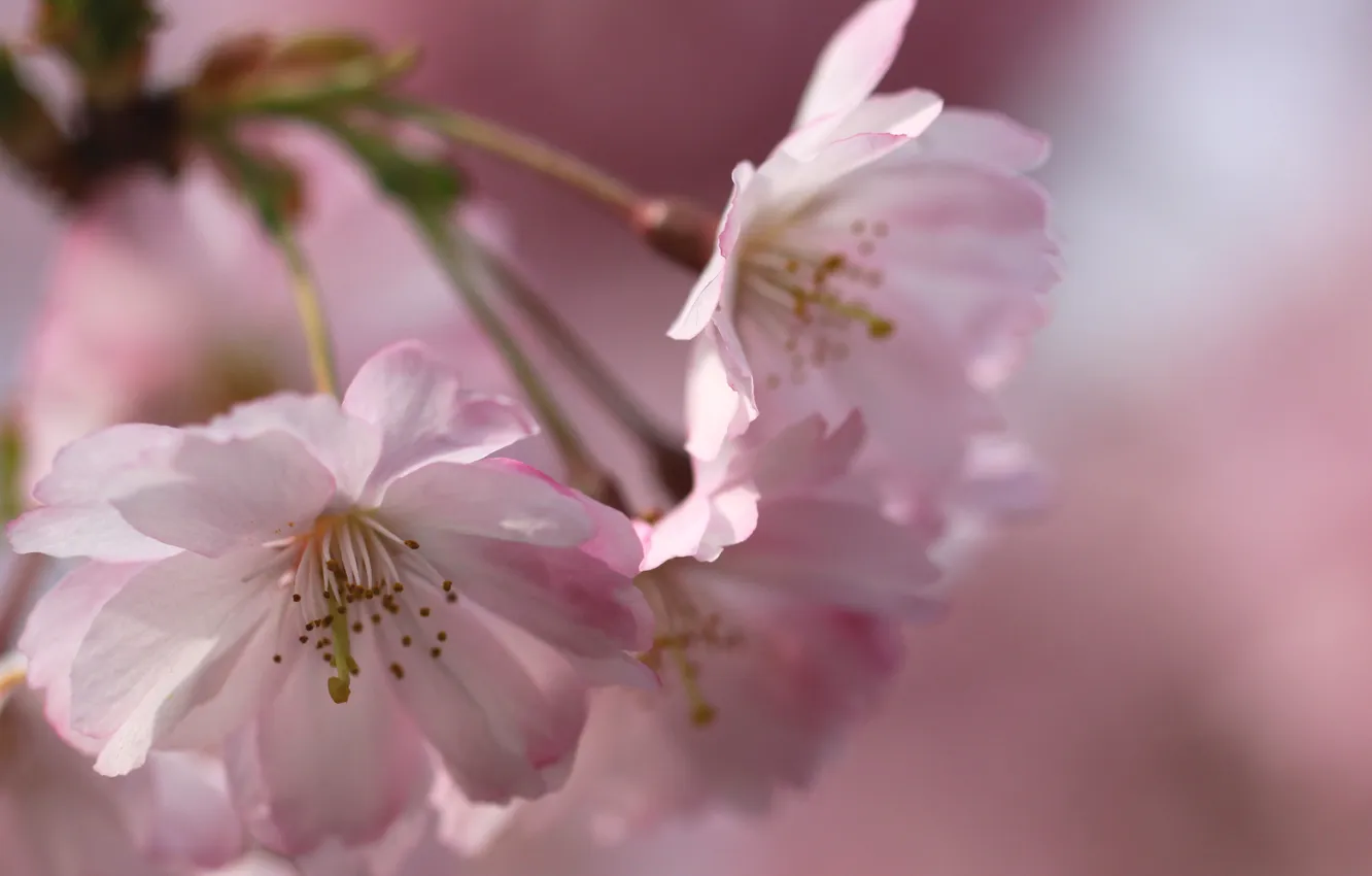 Photo wallpaper tenderness, color, spring, pink