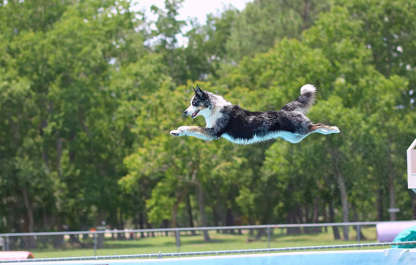 Photo wallpaper flight, jump, dog, pool, the border collie