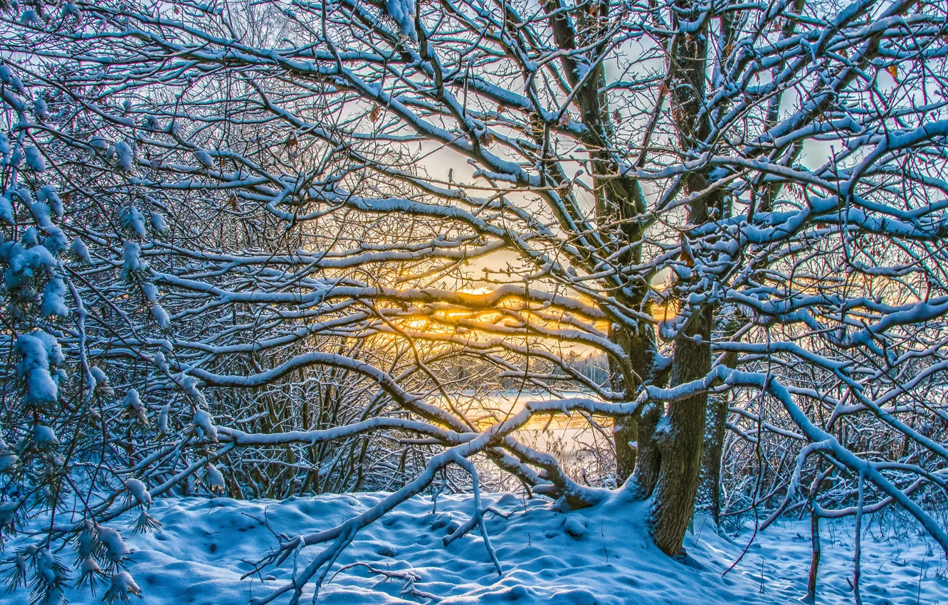 Photo wallpaper winter, frost, light, snow, sunset, branches, yellow, nature