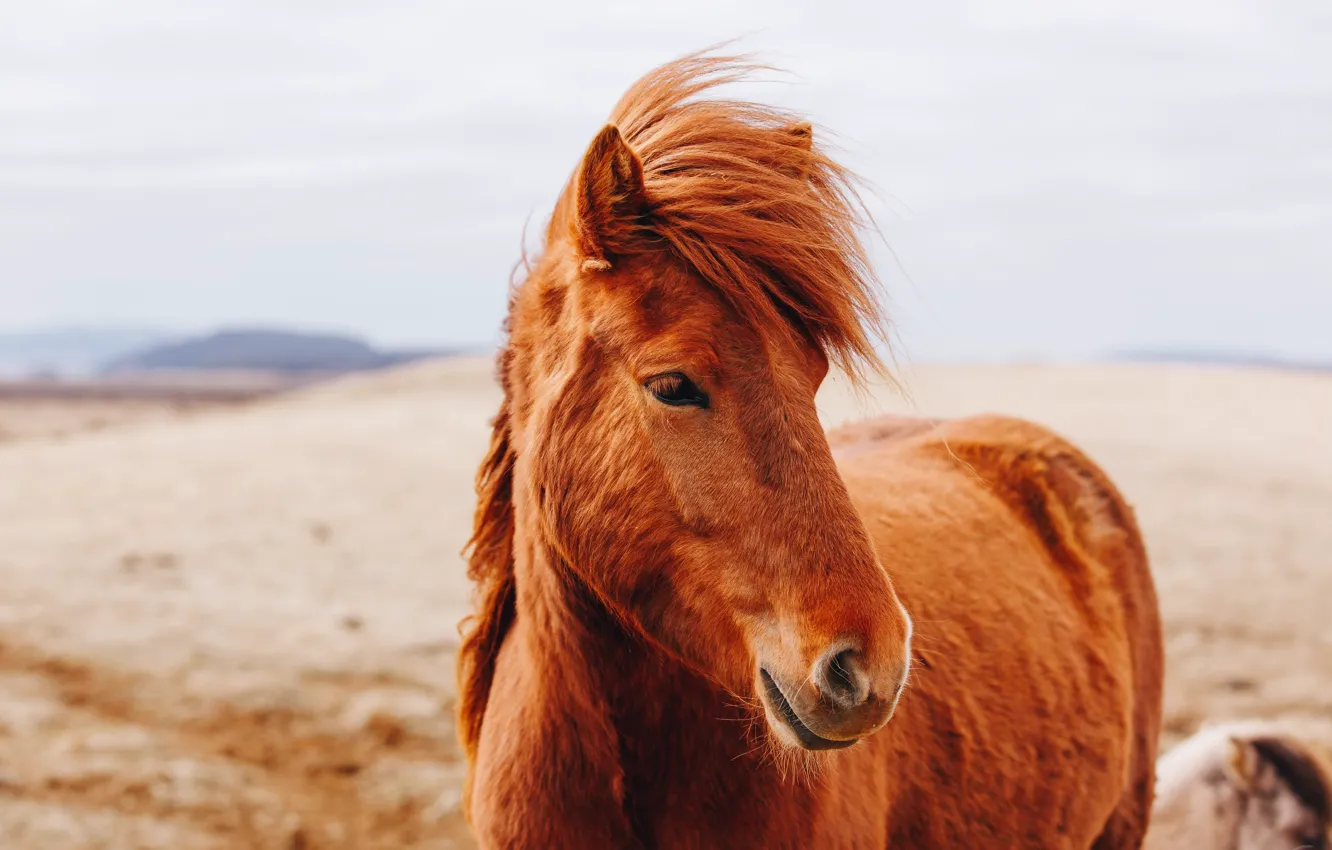 Photo wallpaper look, nature, horse, hills, horse, portrait, chestnut, bangs