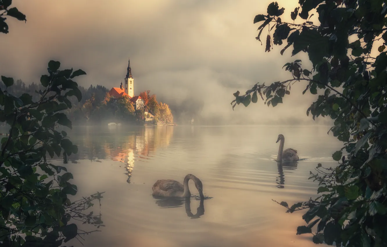 Photo wallpaper landscape, branches, nature, fog, lake, bird, morning, swans