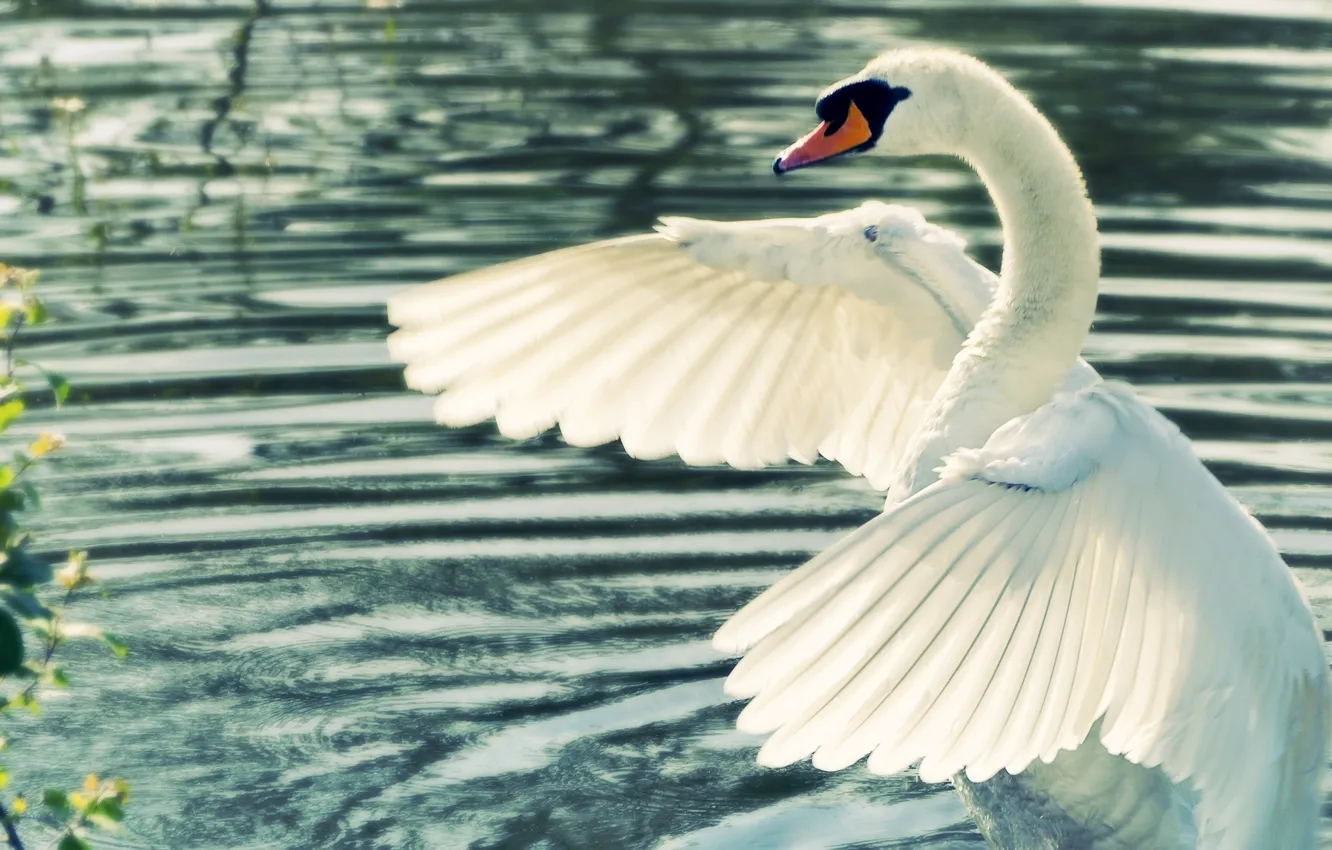 Photo wallpaper water, wings, Swan