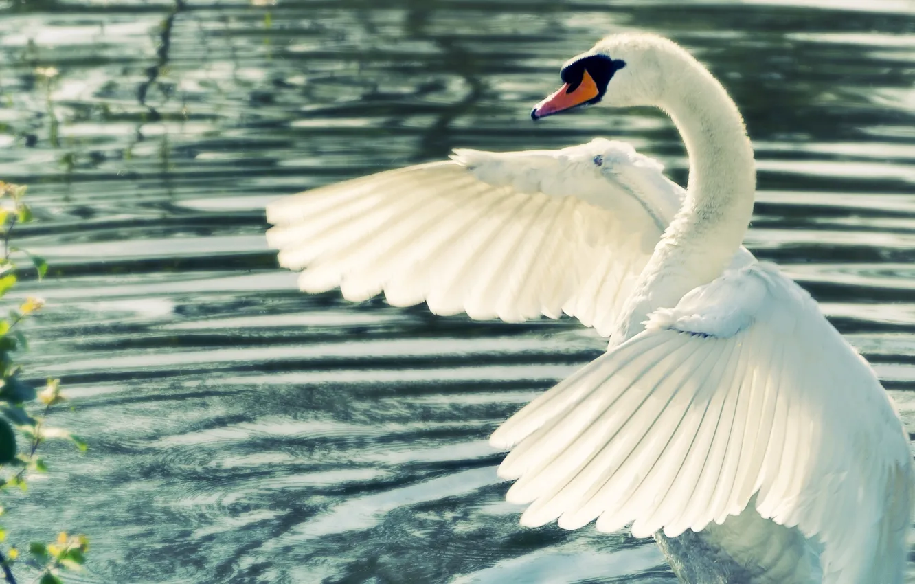 Photo wallpaper water, wings, swans