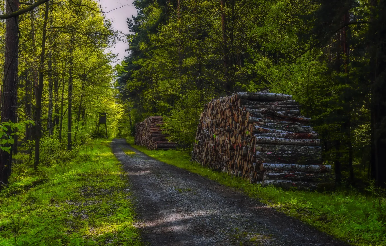 Photo wallpaper road, forest, wood