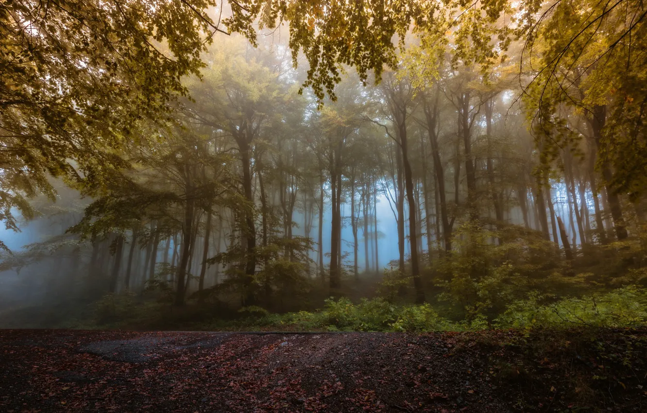 Photo wallpaper autumn, forest, nature, fog
