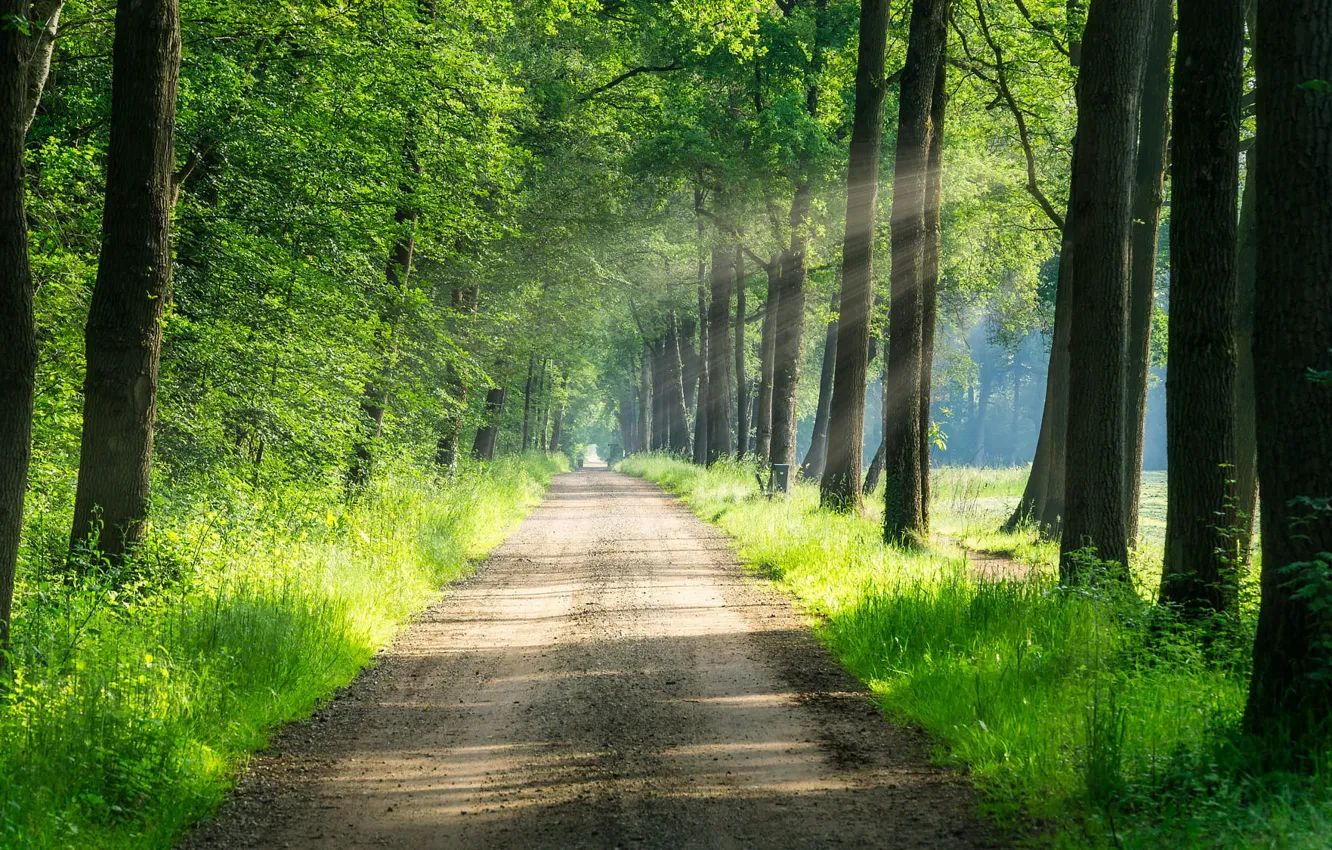 Photo wallpaper shadow, Park, road, greens, alley, the sun, forest, rays