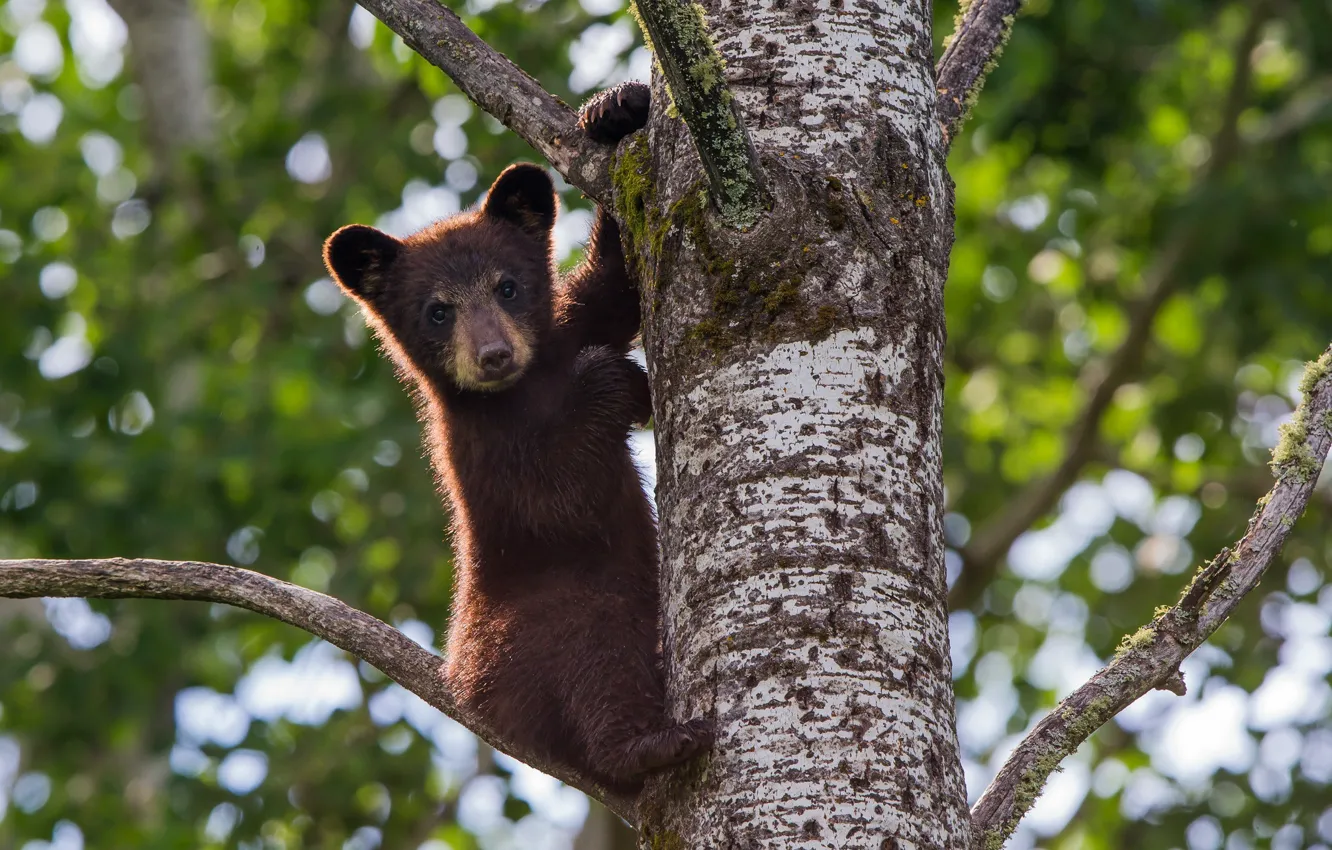 Photo wallpaper trees, baby, bear