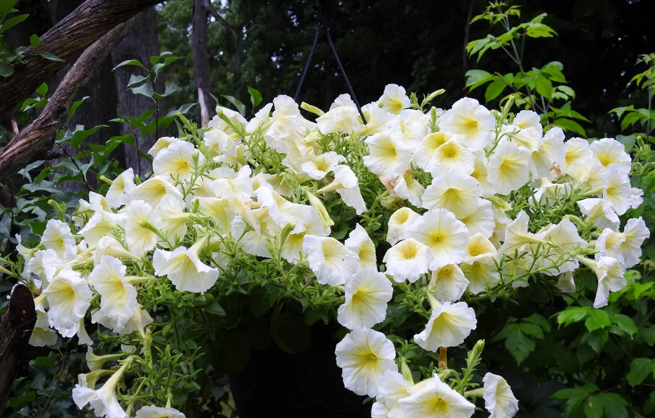 Photo wallpaper drops, flowers, after the rain, Petunia