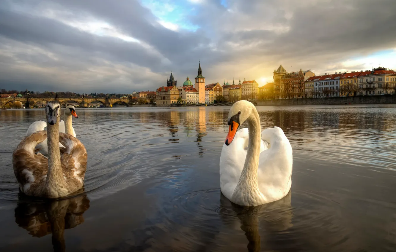 Photo wallpaper Prague, Czech Republic, swans