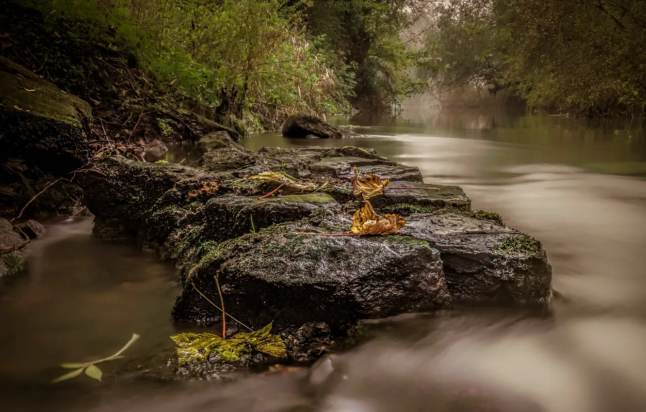 Photo wallpaper autumn, forest, river, stones