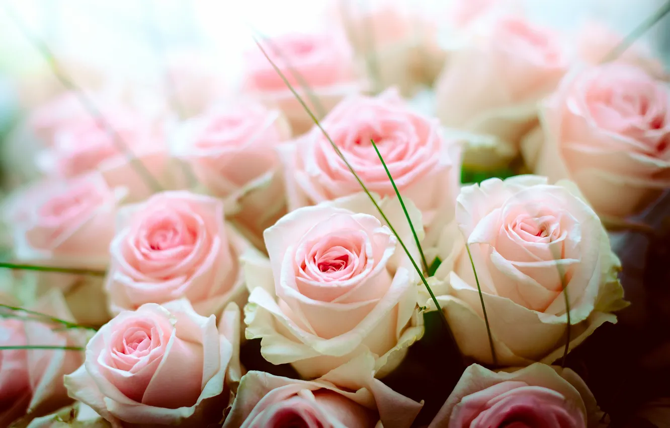 Photo wallpaper tenderness, roses, bouquet, buds