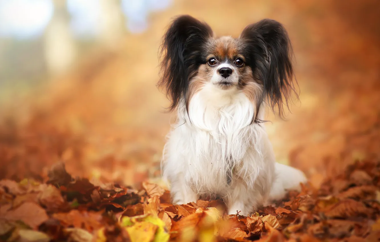Photo wallpaper autumn, look, leaves, pose, background, foliage, dog, puppy