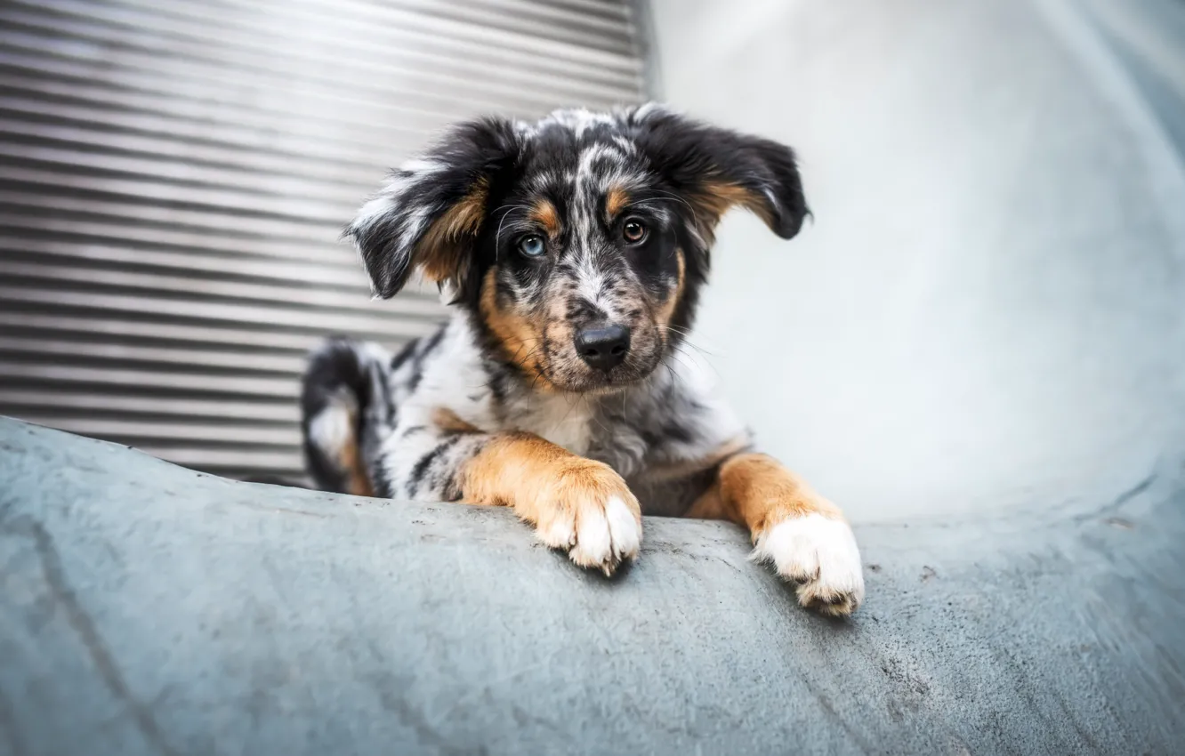 Photo wallpaper look, background, dog, paws, puppy, lies, ears, face