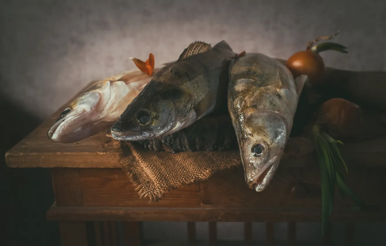 Photo wallpaper fish, bow, Sudak, perches