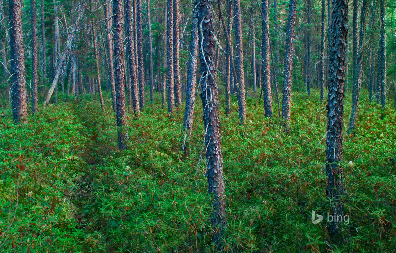 Photo wallpaper trees, plant, USA, Mn, black forest, Superior National Forest