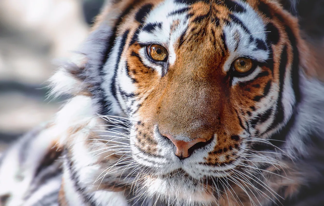 Photo wallpaper look, face, tiger, portrait, wild cat