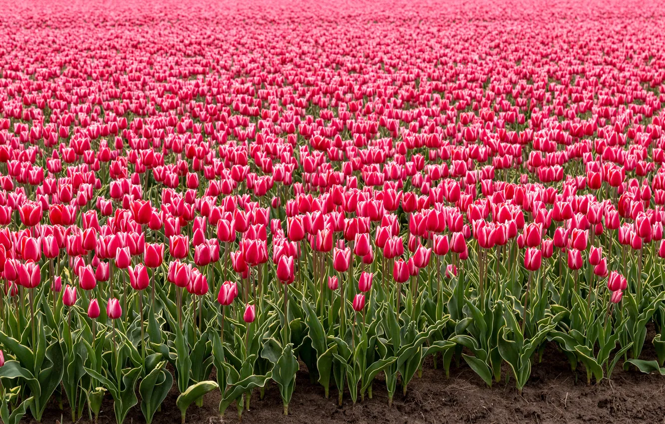 Photo wallpaper field, flowers, spring, tulips, pink, buds, a lot, Holland