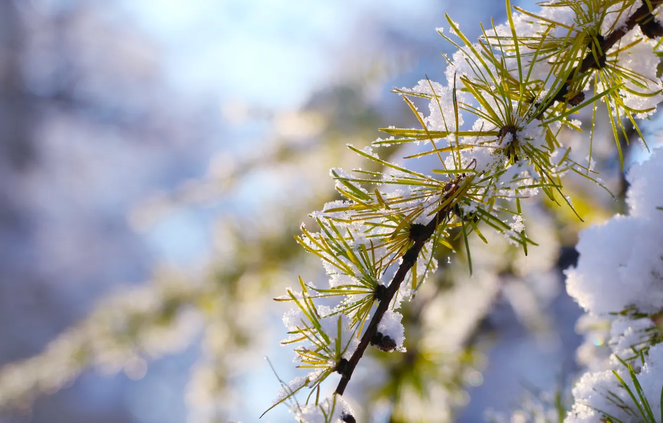Photo wallpaper winter, snow, tree, cold, pine, twig