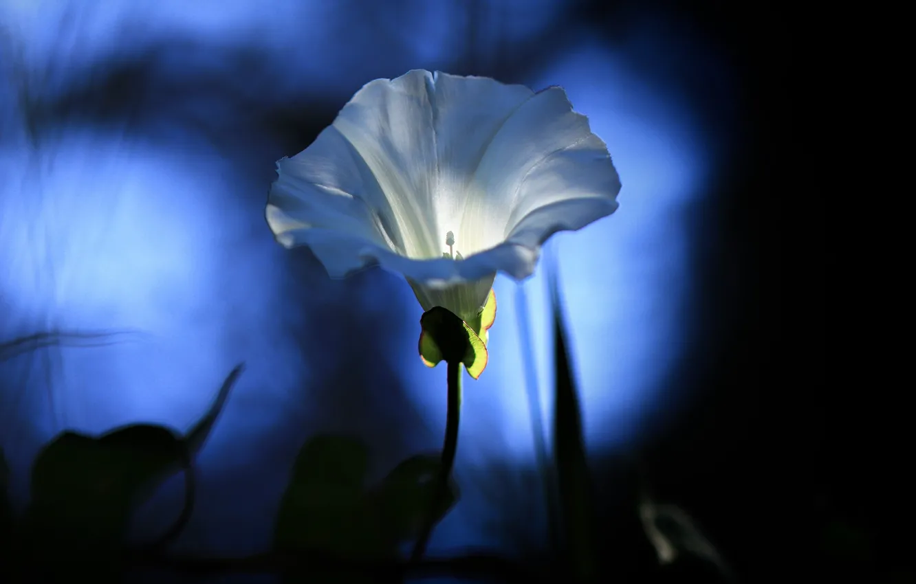 Photo wallpaper white, macro, light, flowers, the dark background, bokeh, bindweed